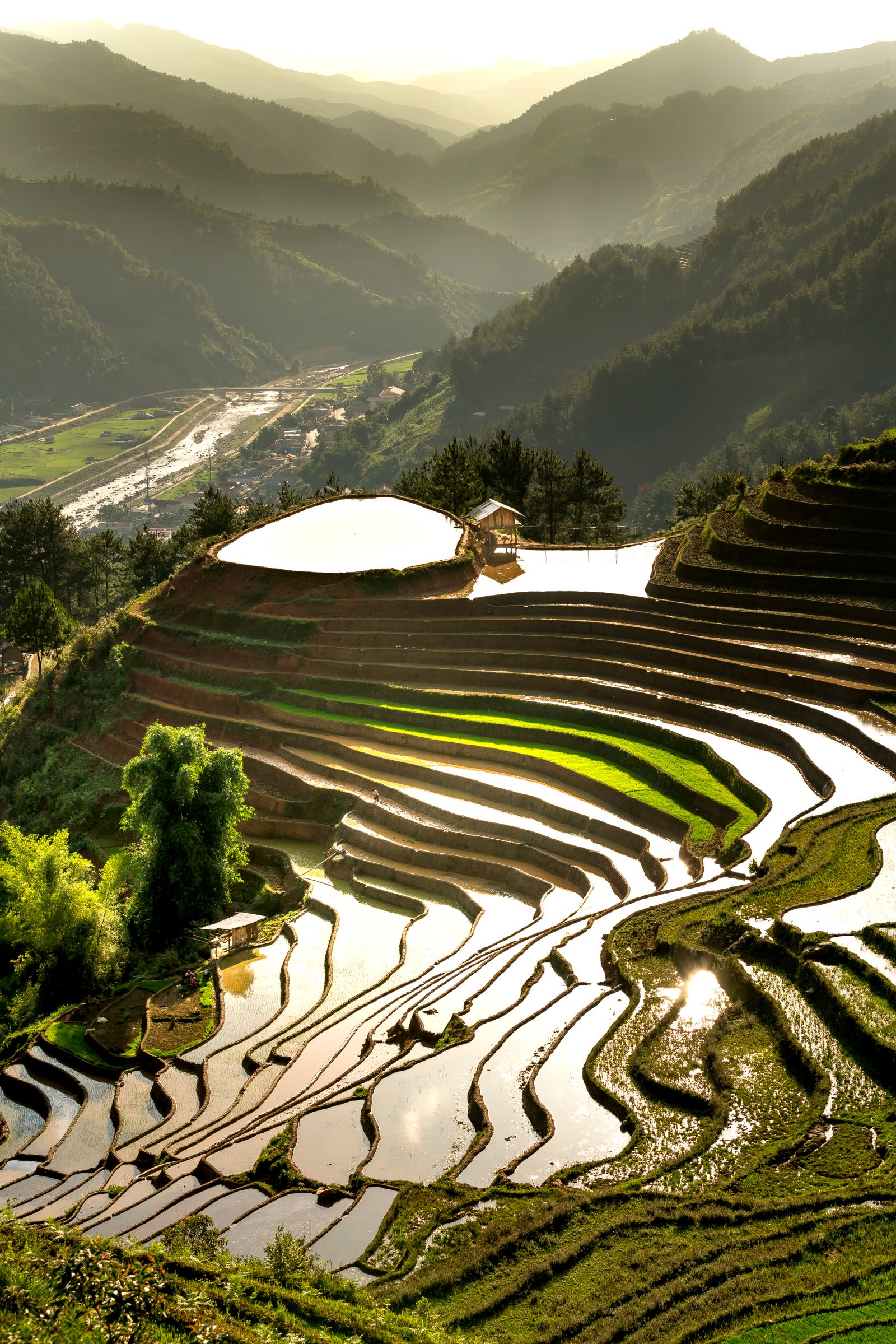 Mushroom cultivation at golden hour