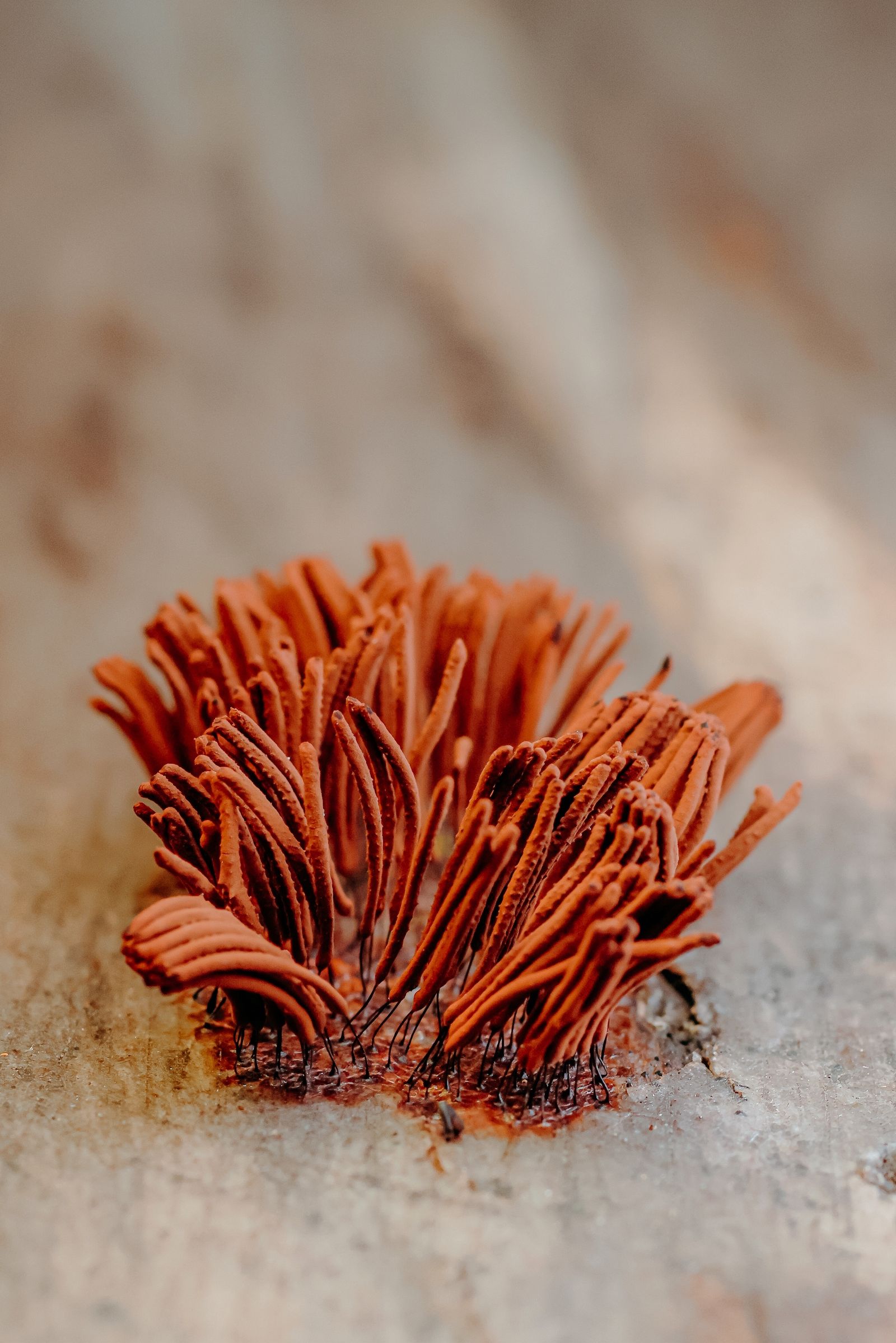 Orange Cordyceps militaris fruiting bodies